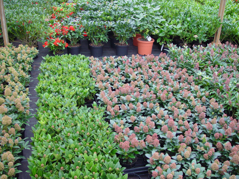 plants